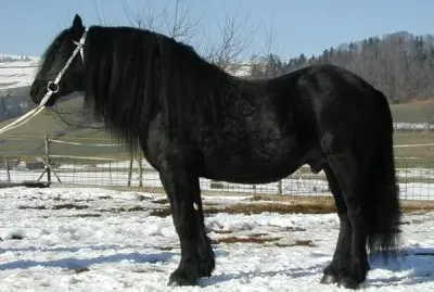 Merens jigsaw puzzle