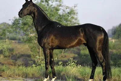 Morgan jigsaw puzzle