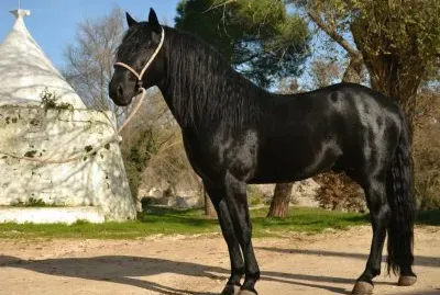 Murgese jigsaw puzzle