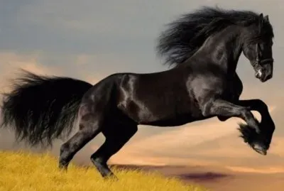 Mustang jigsaw puzzle