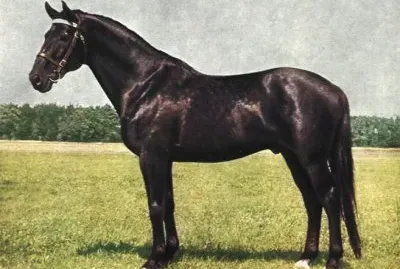 Nonius jigsaw puzzle