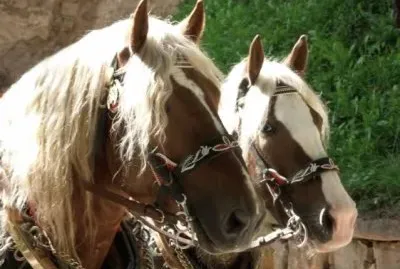 Norico jigsaw puzzle