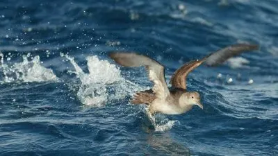 פאזל של Berta balearica