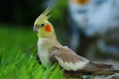 פאזל של Calopsite