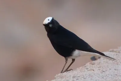 פאזל של Monachella testabianca