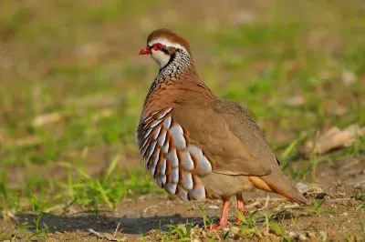 פאזל של Pernoce rossa