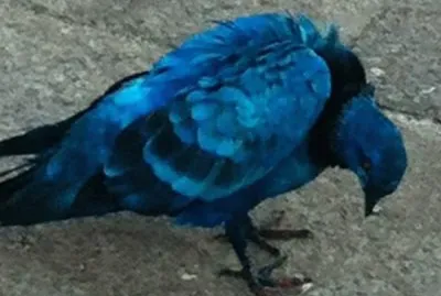 Piccione blu cobalto