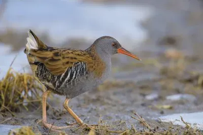 פאזל של Porciglione