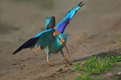 פאזל של Ghiandaia marina