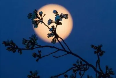 å¯‚éœæœˆå¤œ