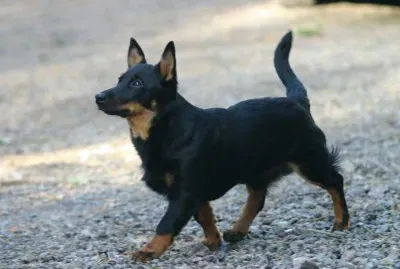 Pastore lancashire heeler
