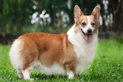 Pastore welsh corgi pembroke