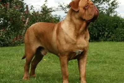 Dogue de bordeaux