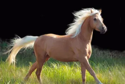 Palomino jigsaw puzzle