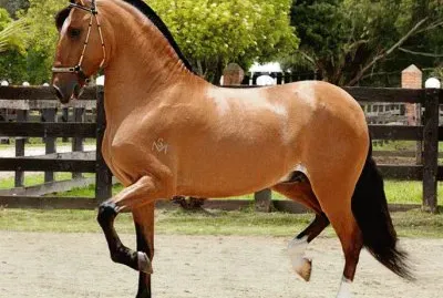 Paso fino jigsaw puzzle