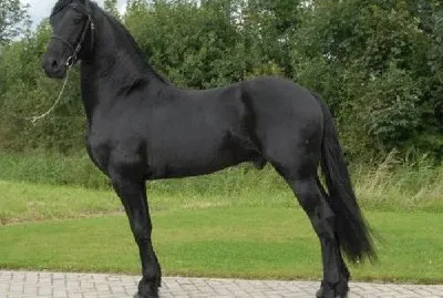 Pentro jigsaw puzzle