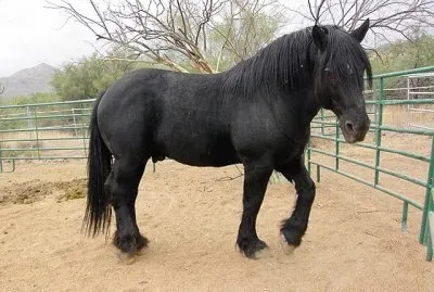 Percheron jigsaw puzzle