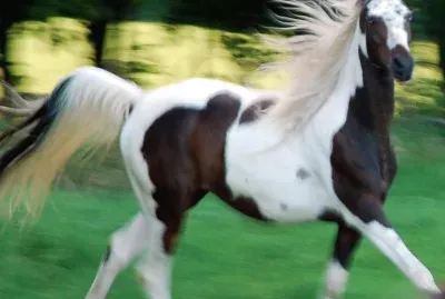 Pintabian jigsaw puzzle