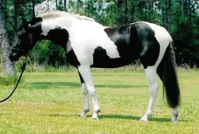 Pinto nerobianco jigsaw puzzle