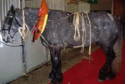 Poitou jigsaw puzzle