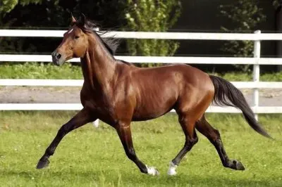 Puro sangue inglese jigsaw puzzle