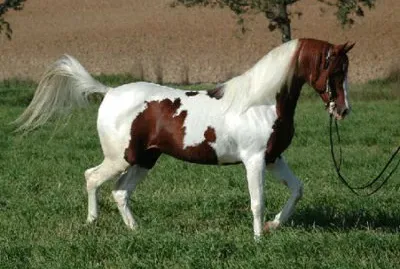 Quarab jigsaw puzzle