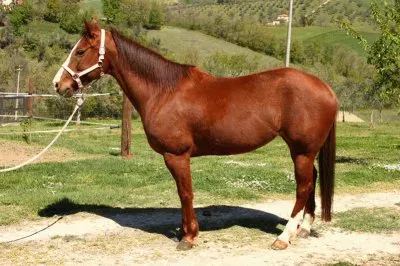 Quarter jigsaw puzzle