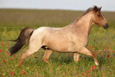 Red roan jigsaw puzzle