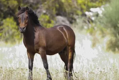 Riding garrano jigsaw puzzle