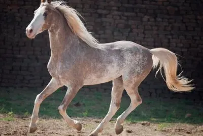 Sabino jigsaw puzzle