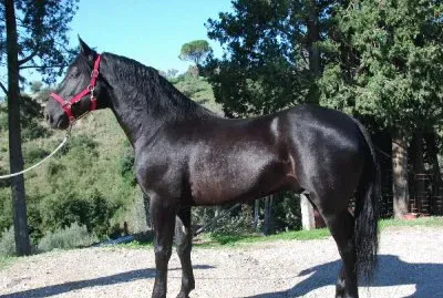 Sanfratellano jigsaw puzzle