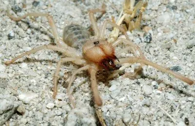 פאזל של Ragno dei cammelli