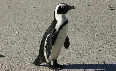 פאזל של Pinguino africano