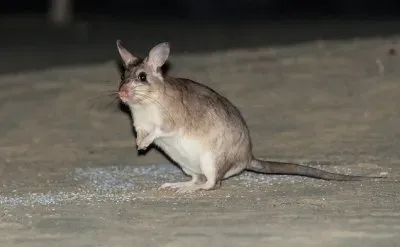פאזל של Ratto gigante malgascio