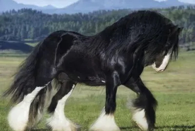 פאזל של Shire