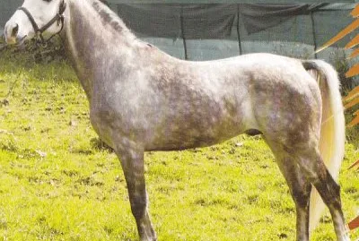 Siciliano jigsaw puzzle