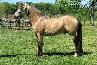 Silver buchskin jigsaw puzzle