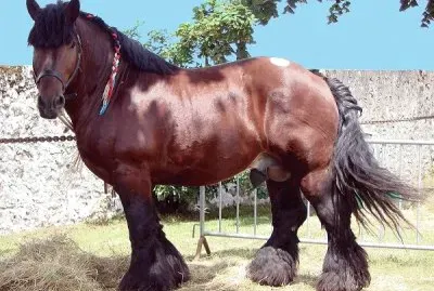 Sokolsk jigsaw puzzle