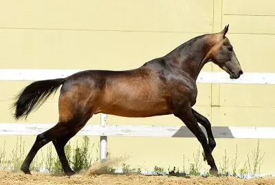 Sooty buchskin jigsaw puzzle