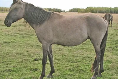 Sorraya mustang jigsaw puzzle