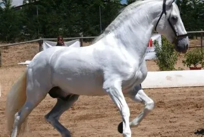 Spagnolo jigsaw puzzle