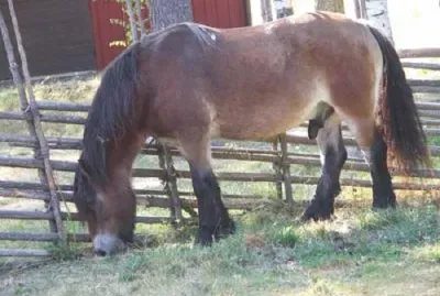 Svedese nordico jigsaw puzzle