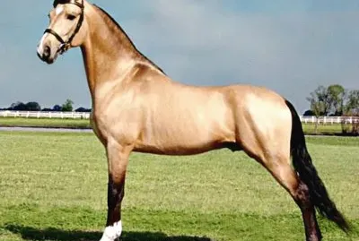 Tennesee walking jigsaw puzzle