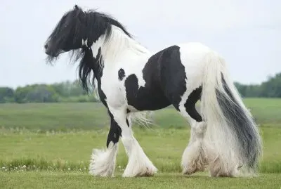 Tinker jigsaw puzzle