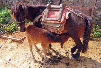 Vietnamita jigsaw puzzle