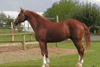 Westfaliano jigsaw puzzle