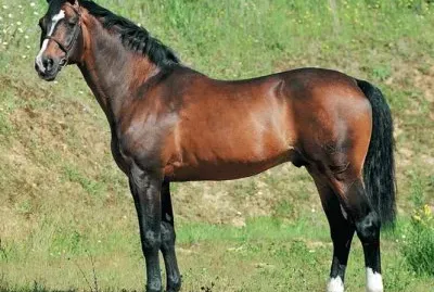 Zangersheide jigsaw puzzle