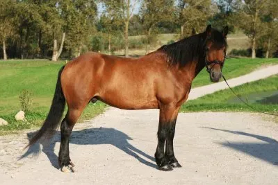 Zemaitukas jigsaw puzzle