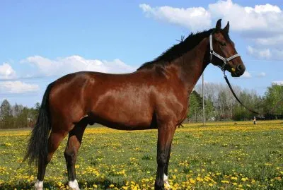 Latvian