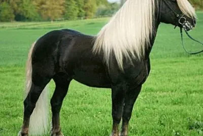German black forest